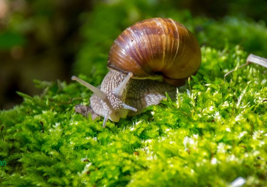 продукта Snail Operator