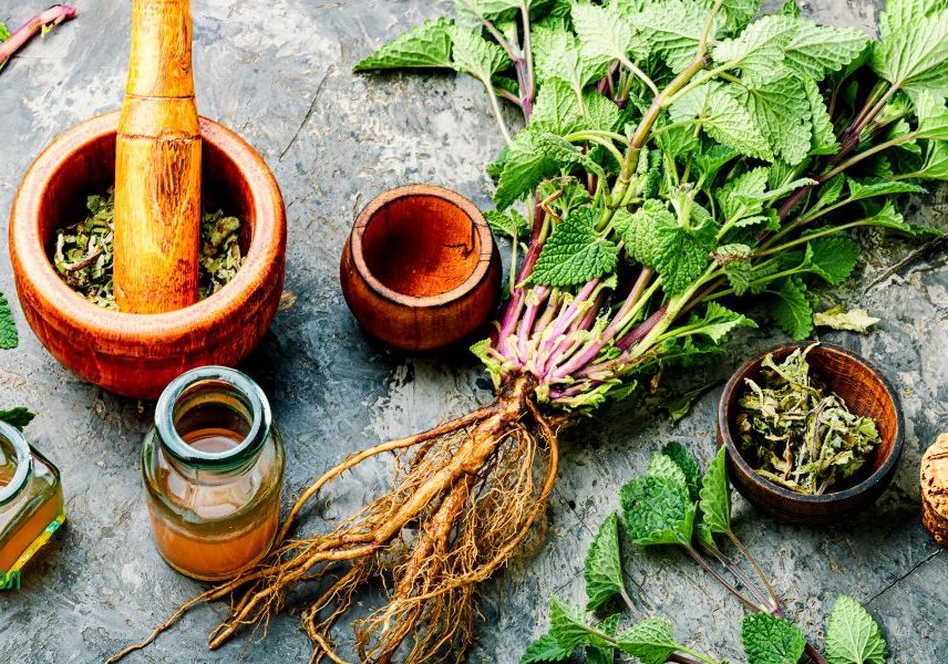 билки за повишаване на енергията: маточина