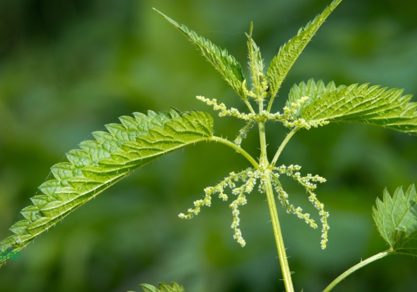 Тайните ползи от копривата, за които никой не говори taynite-polzi-ot-koprivata-za-koito-nikoy-ne-govori-zdravital