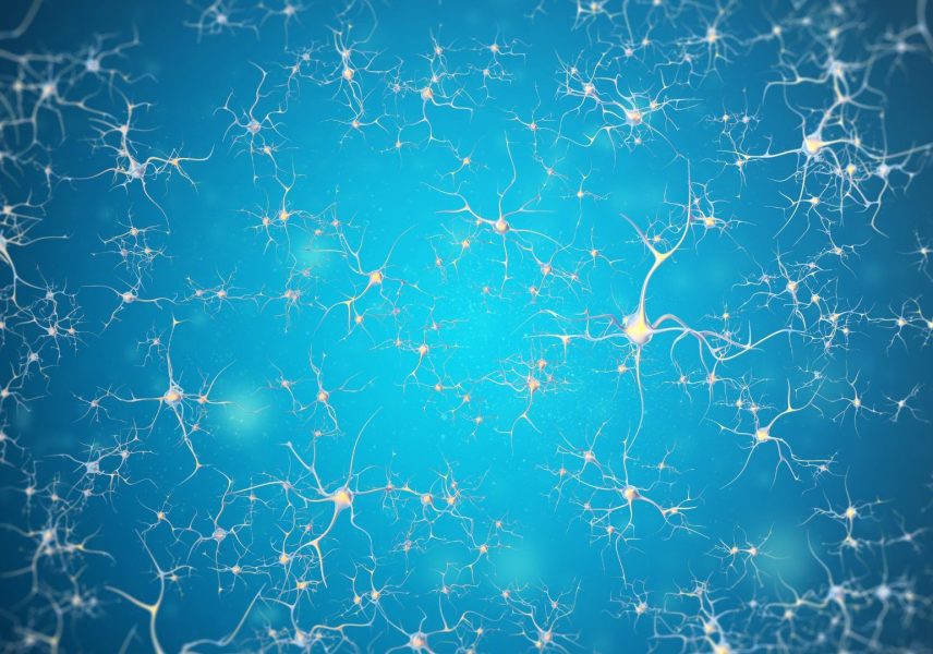 11 интересни факта за нервната система 11-zabavni-fakta-za-nervnata-sistema-zdravital