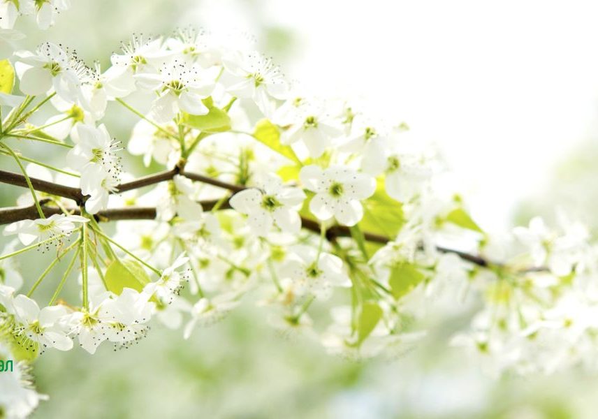 джанка при паник атаки и нервен срив