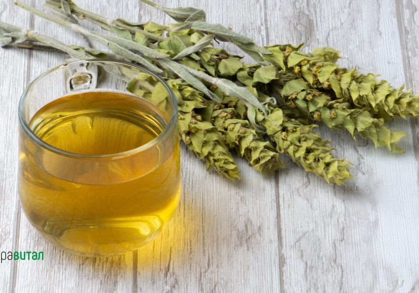 Мурсалски чай - билка с лечебна сила и ценни съставки за дълголетие mursalski-chay-bilka-s-lechebna-sila-i-tsenni-sastavki-za-dalgoletie-zdravital