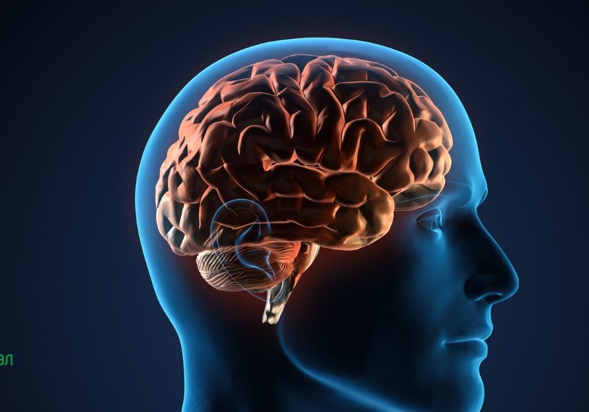 Подобрена активност на мозъка с по-малко захар - Здравитал 2 Подобрена активност на мозъка с по-малко захар - Здравитал 2