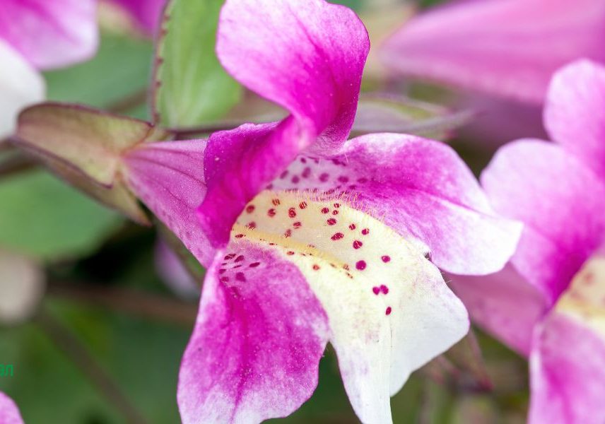 цвете при паник атаки и нервен срив