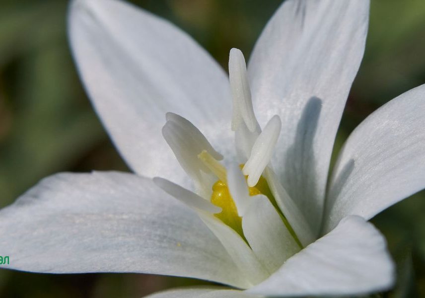 гарванов лук при паник атаки и нервен срив