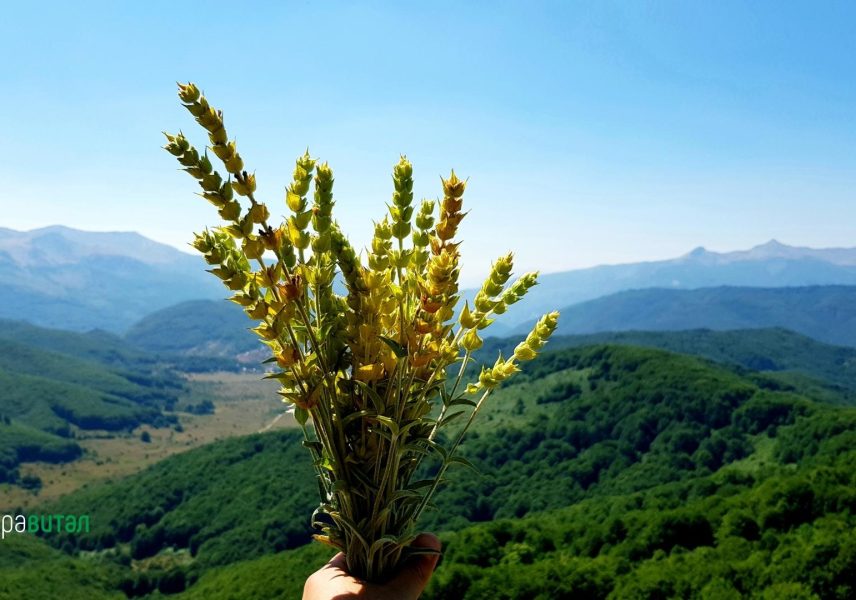 Мурсалски чай - билка с лечебна сила и ценни съставки за дълголетие 2 Мурсалски чай - билка с лечебна сила и ценни съставки за дълголетие 2