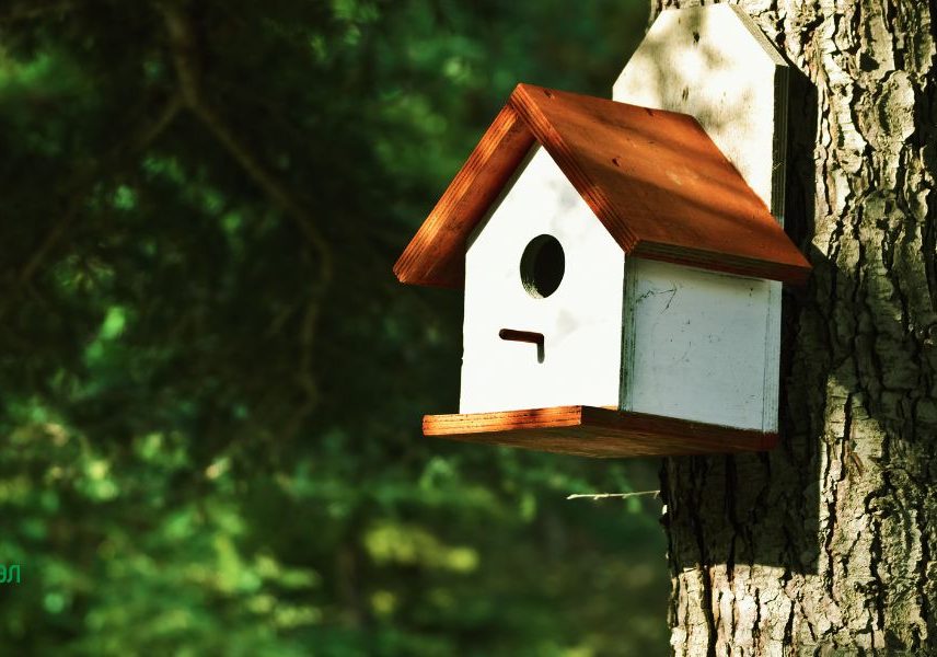 семейни пролетни дейности: къщичка за птици