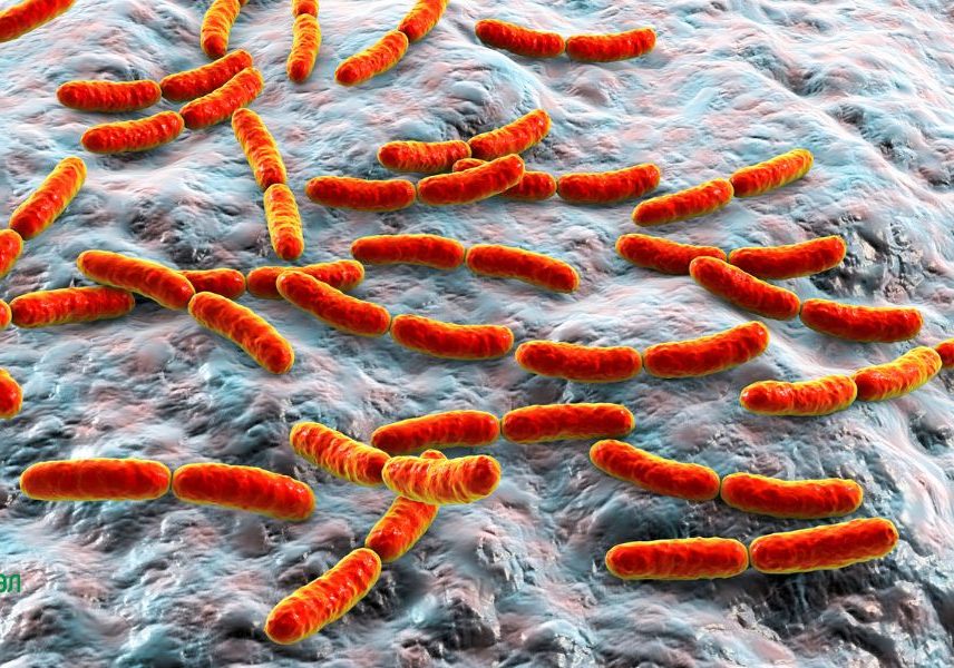 Lactobacillus bulgaricus