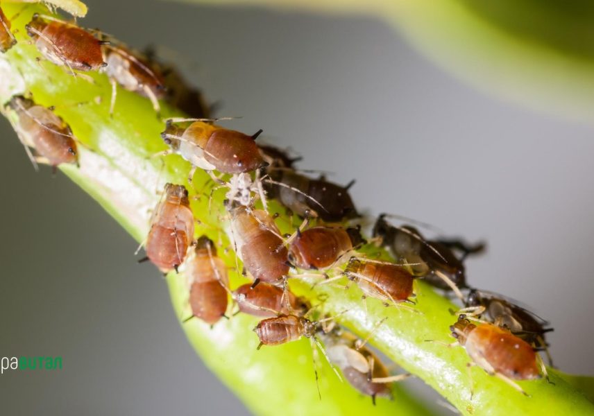 Всичко, което трябва да знаете за тежката астма - симптоми, причини и лечение 5 Всичко, което трябва да знаете за тежката астма - симптоми, причини и лечение 5