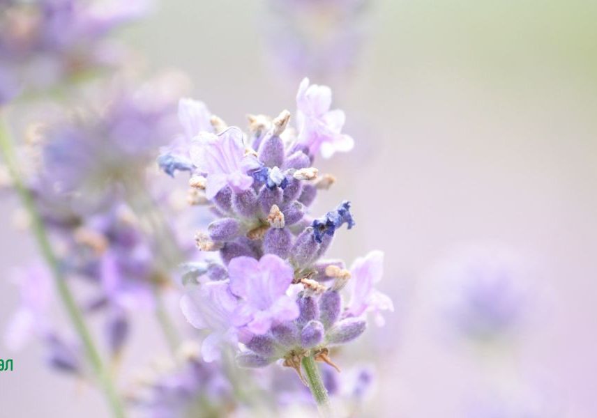 билки за повишаване на енергията: лавандула
