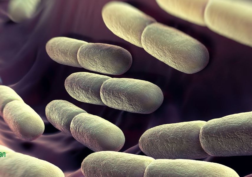 Lactobacillus bulgaricus