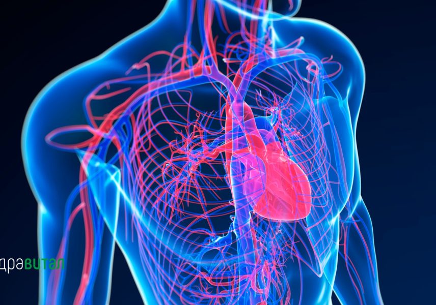 Мед и канела: мощно лекарство или голям мит? 04 Мед и канела: мощно лекарство или голям мит? 04