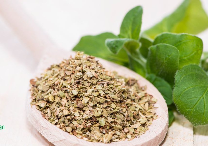 билки за повишаване на енергията:риган