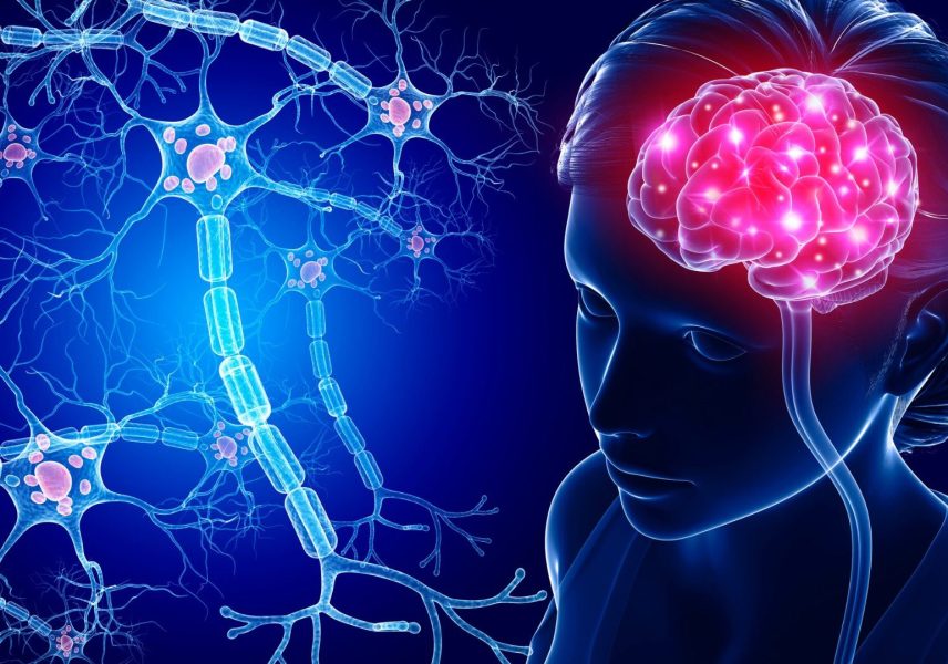 11 интересни факта за нервната система 4 11 интересни факта за нервната система 4