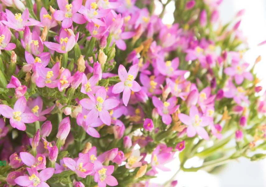 червен кантарион