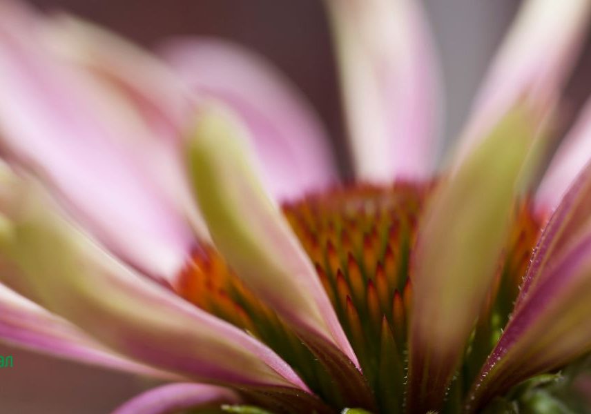 ехинацея за имунната система