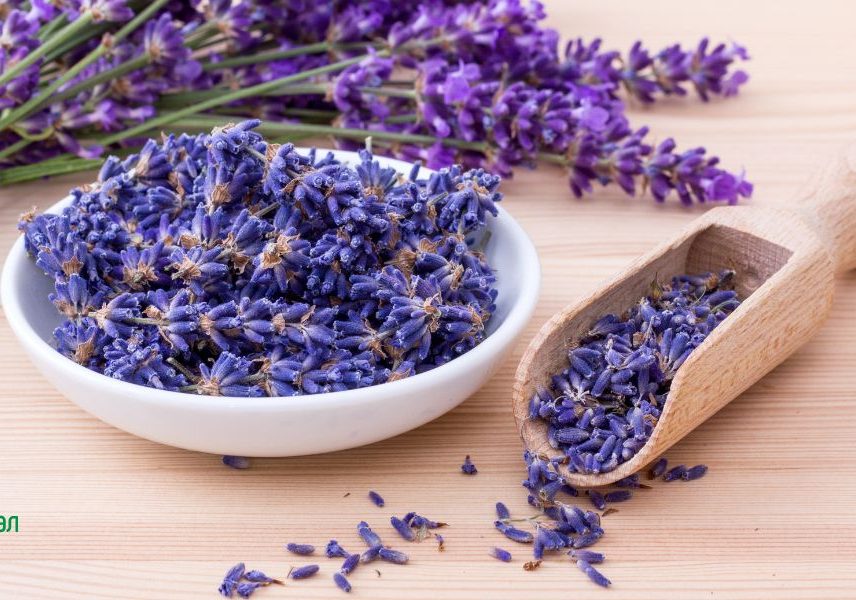 лавандула при паник атаки и нервен срив