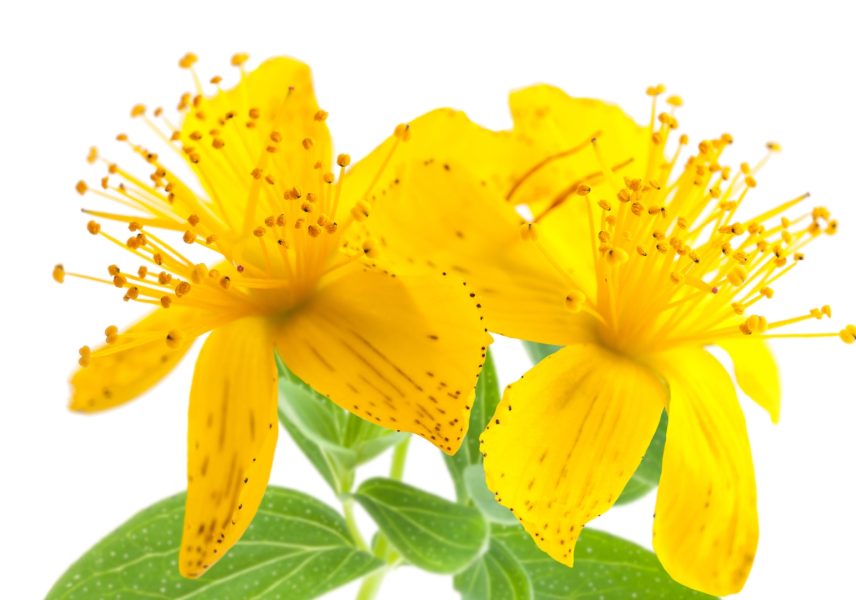 Жълт кантарион при борба с депресията zhalt-kantarion-pri-borba-s-depresiyata-zdravital