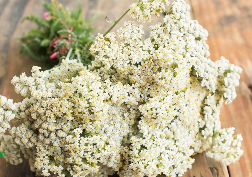 бял равнец за имунната система