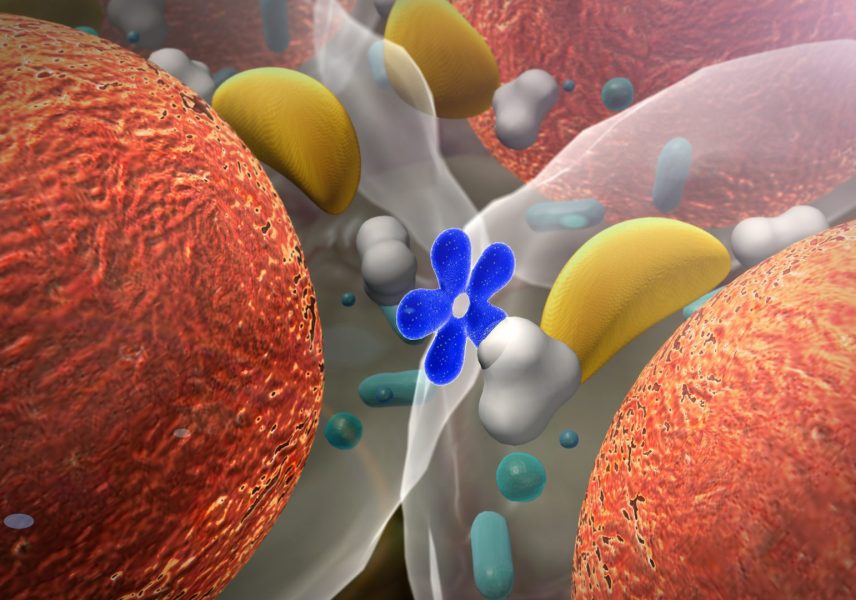 Факти за човешкото тяло