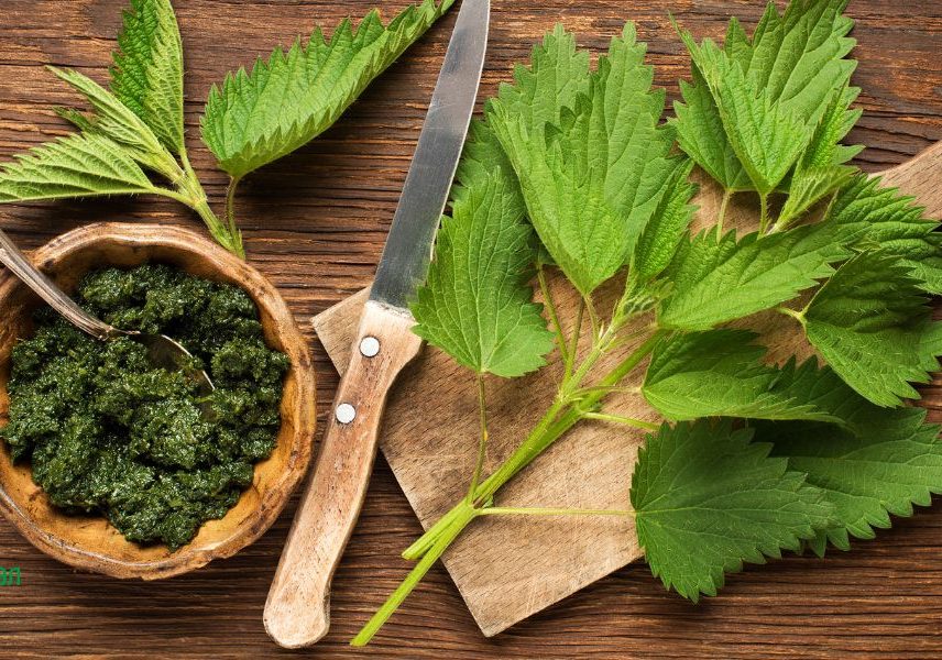 коприва за имунната система