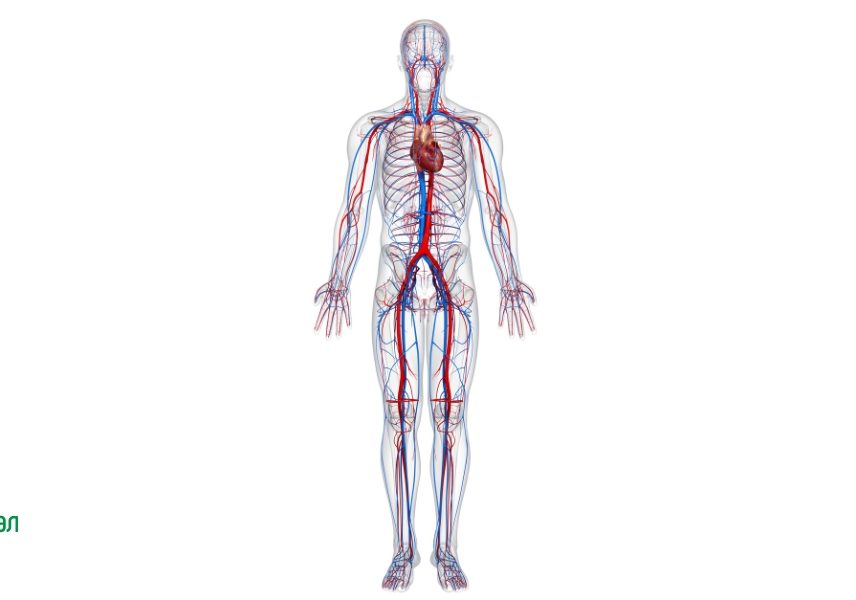 11 ползи при прием на витамини 3 11 ползи при прием на витамини 3