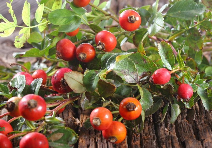 билки за повишаване на енергията: ШИПКА