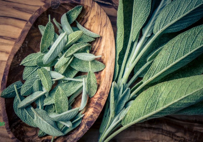 салвия за имунната система