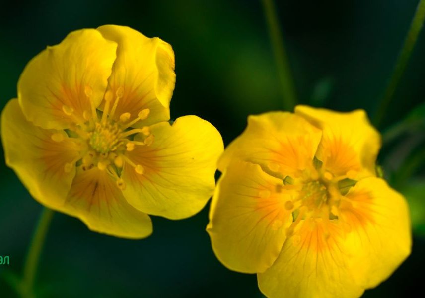 жълтък при паник атаки и нервен срив