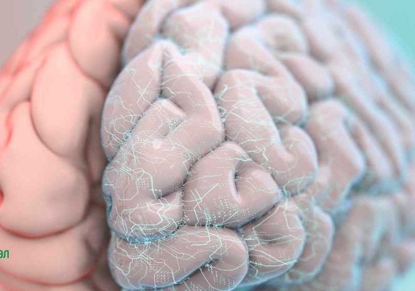 Прием на пробиотик за по-добра мисъл, памет и концентрация