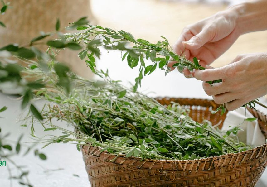 билки за повишаване на енергията