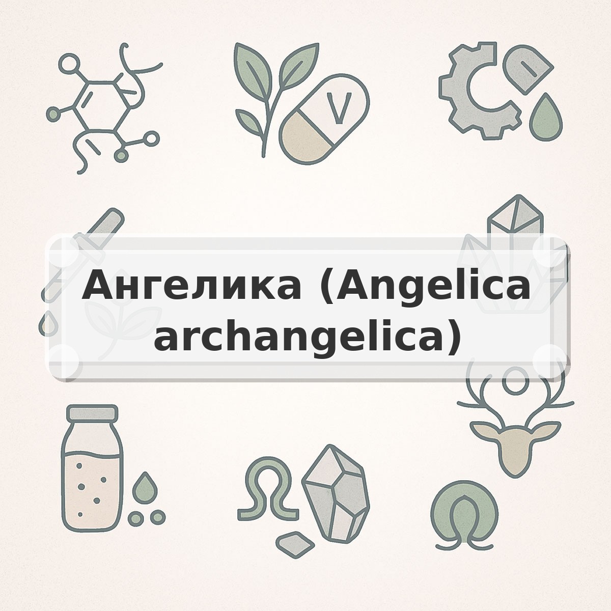Ангелика (Angelica archangelica)