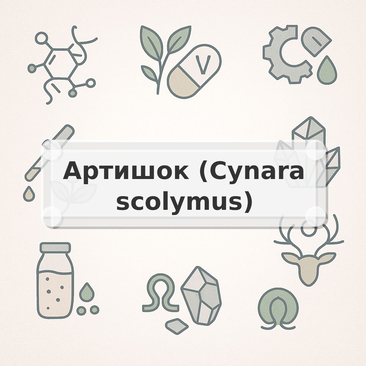 Артишок (Cynara scolymus)