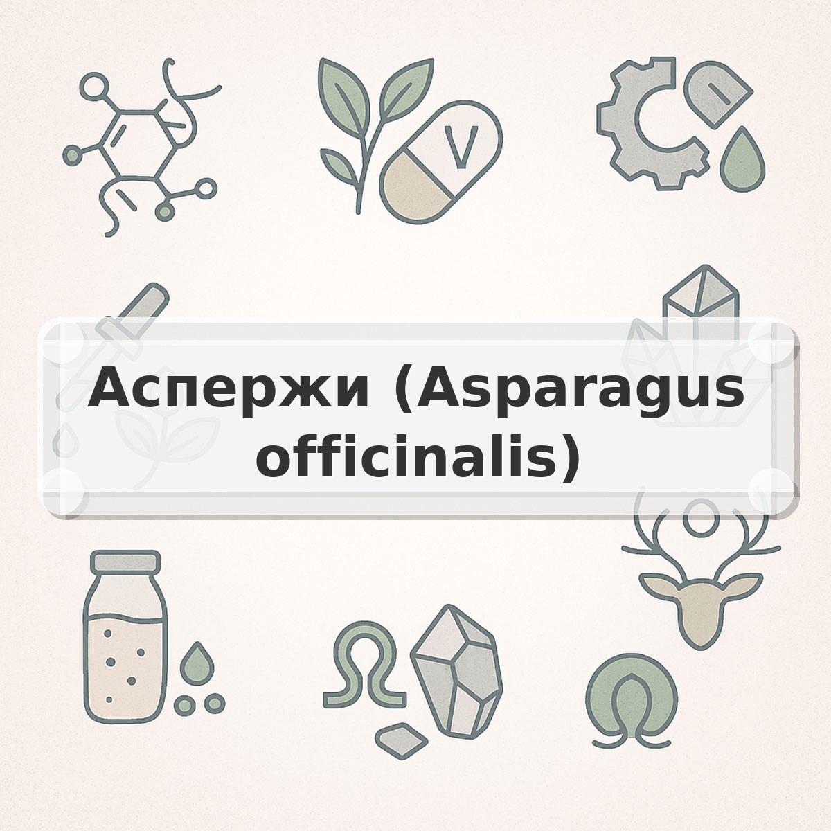 Аспержи (Asparagus officinalis)