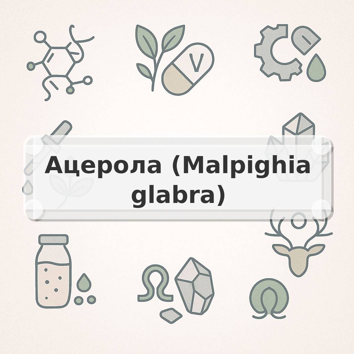Ацерола (Malpighia glabra)