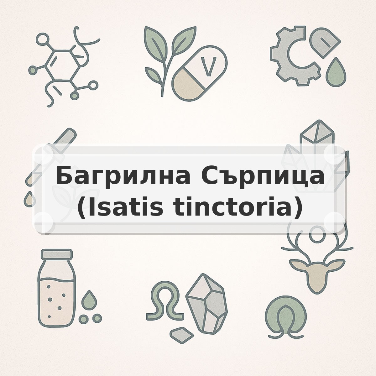 Багрилна Сърпица (Isatis tinctoria)