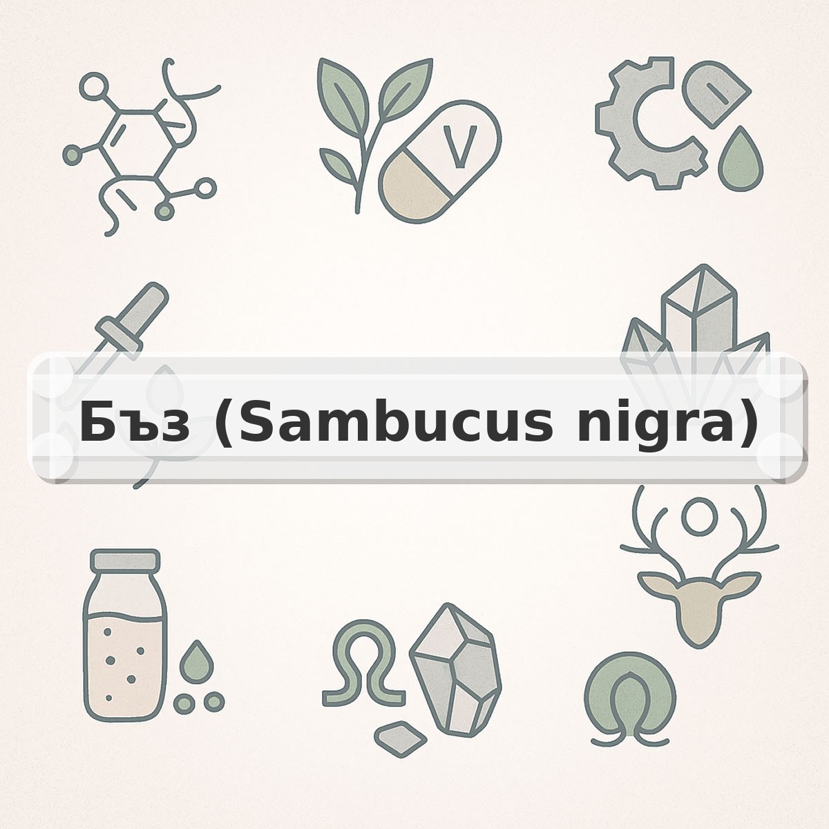 Бъз (Sambucus nigra)