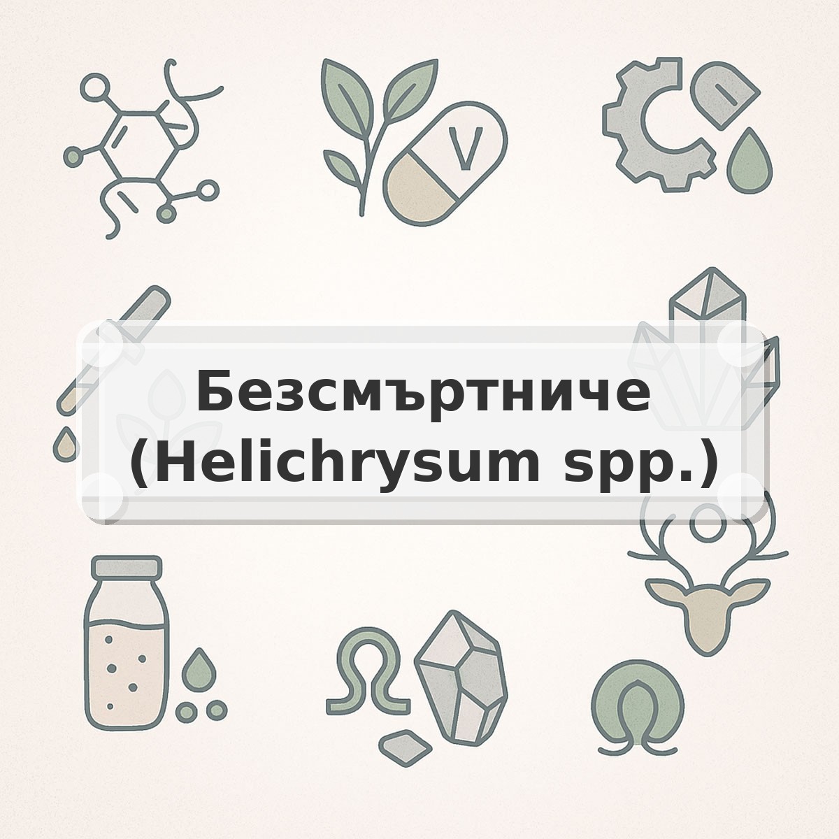 Безсмъртниче (Helichrysum spp.)
