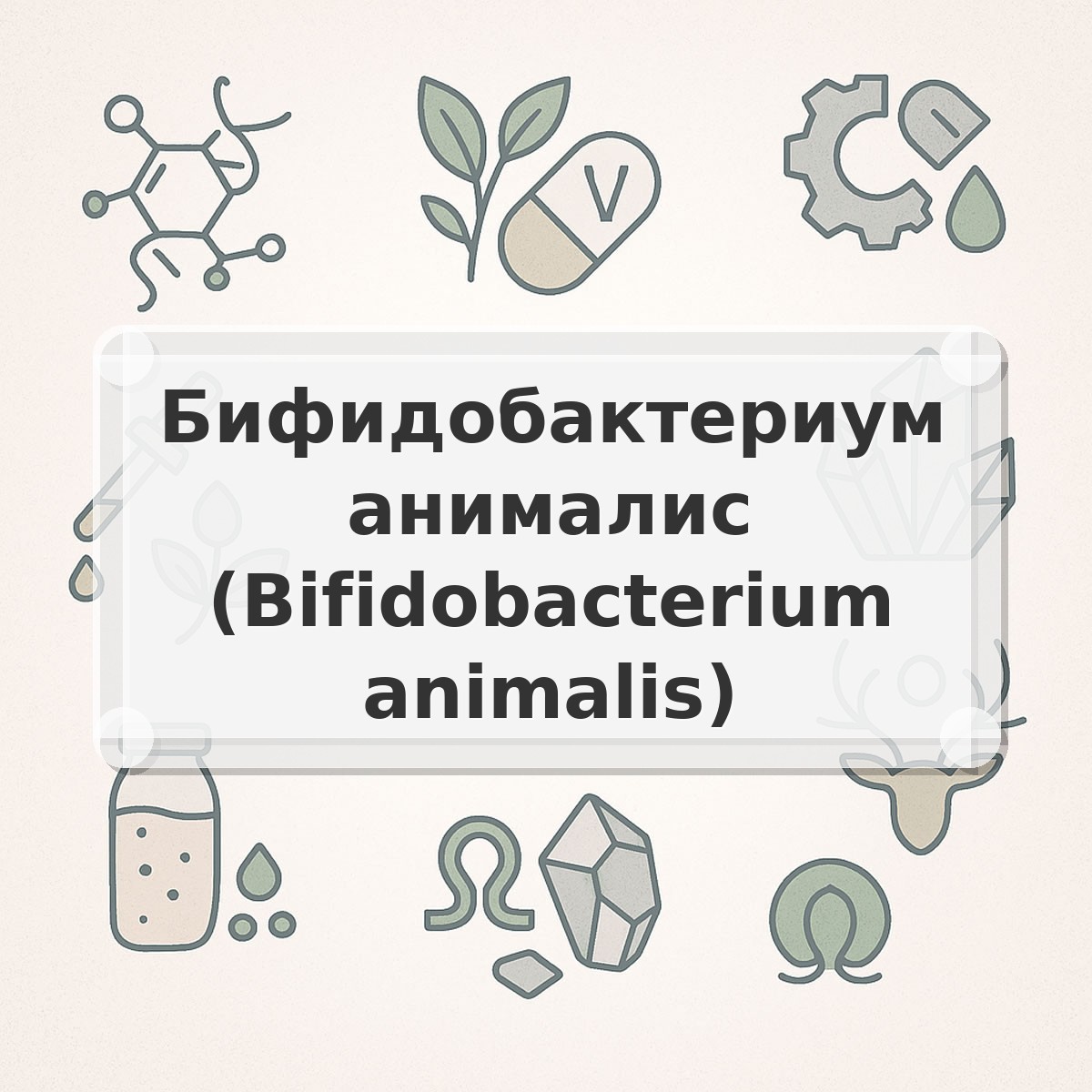 Бифидобактериум анималис (Bifidobacterium animalis)
