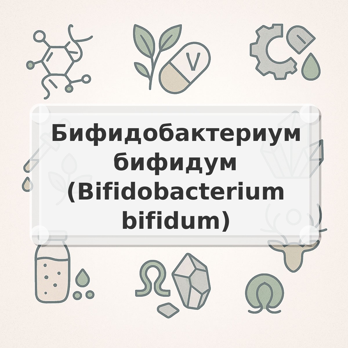 Бифидобактериум бифидум (Bifidobacterium bifidum)