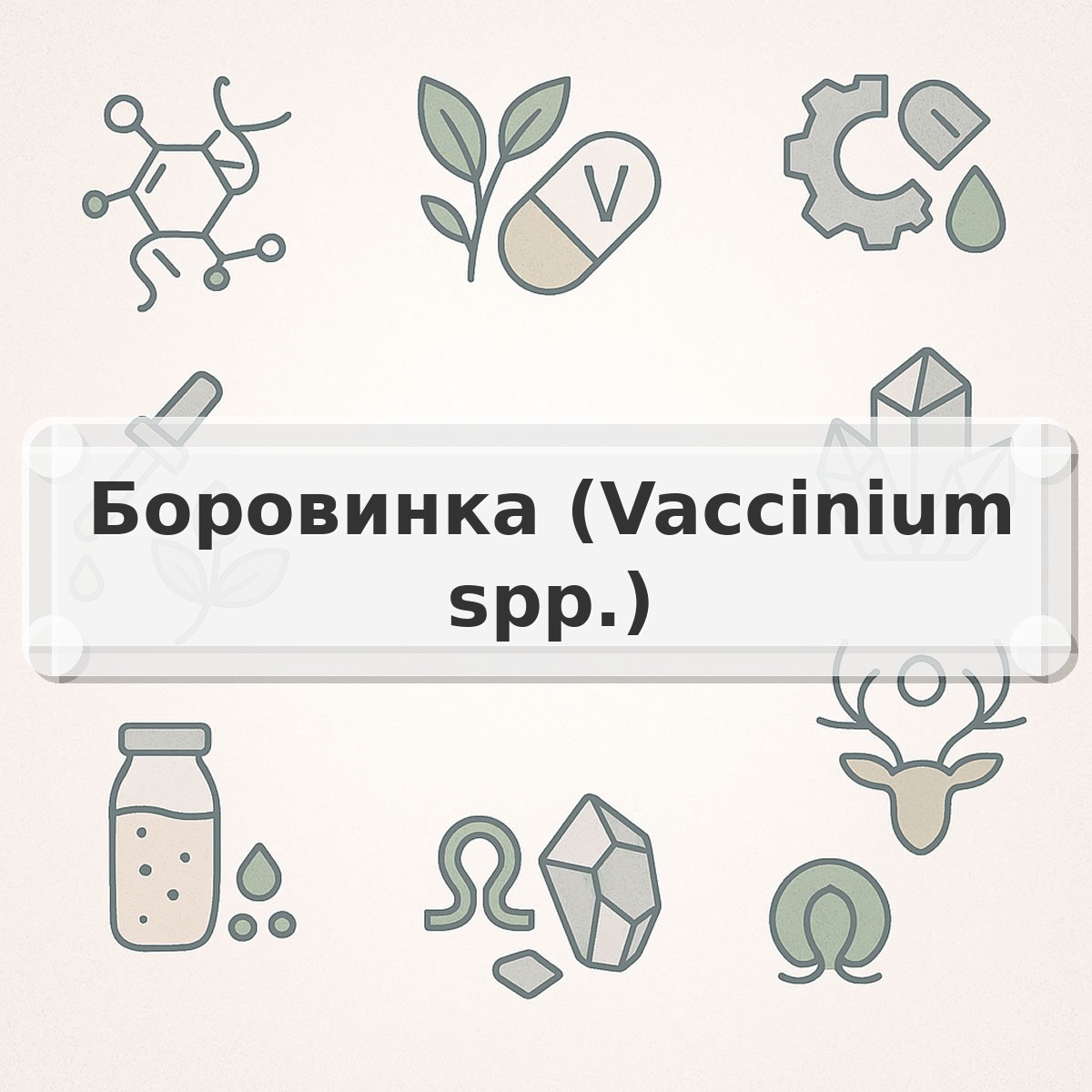 Боровинка (Vaccinium spp.)