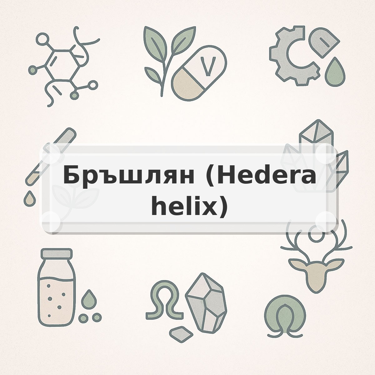 Бръшлян (Hedera helix)