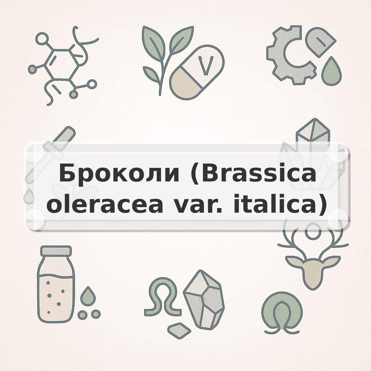 Броколи (Brassica oleracea var. italica)
