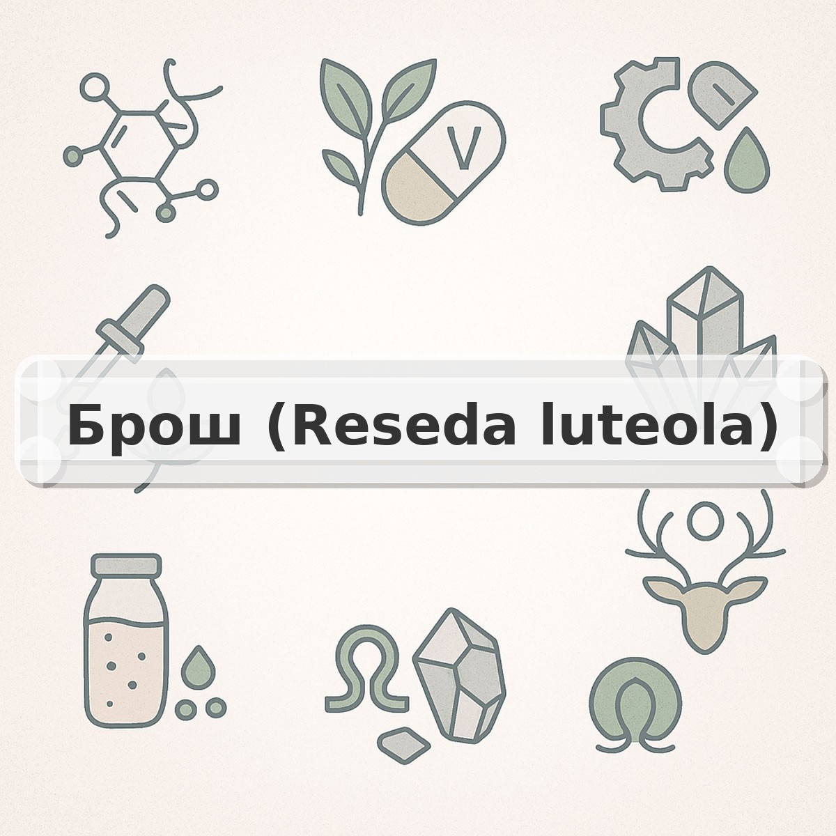 Брош (Reseda luteola)