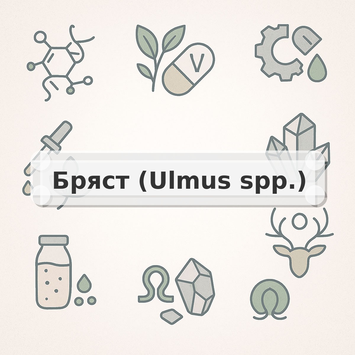 Бряст (Ulmus spp.)