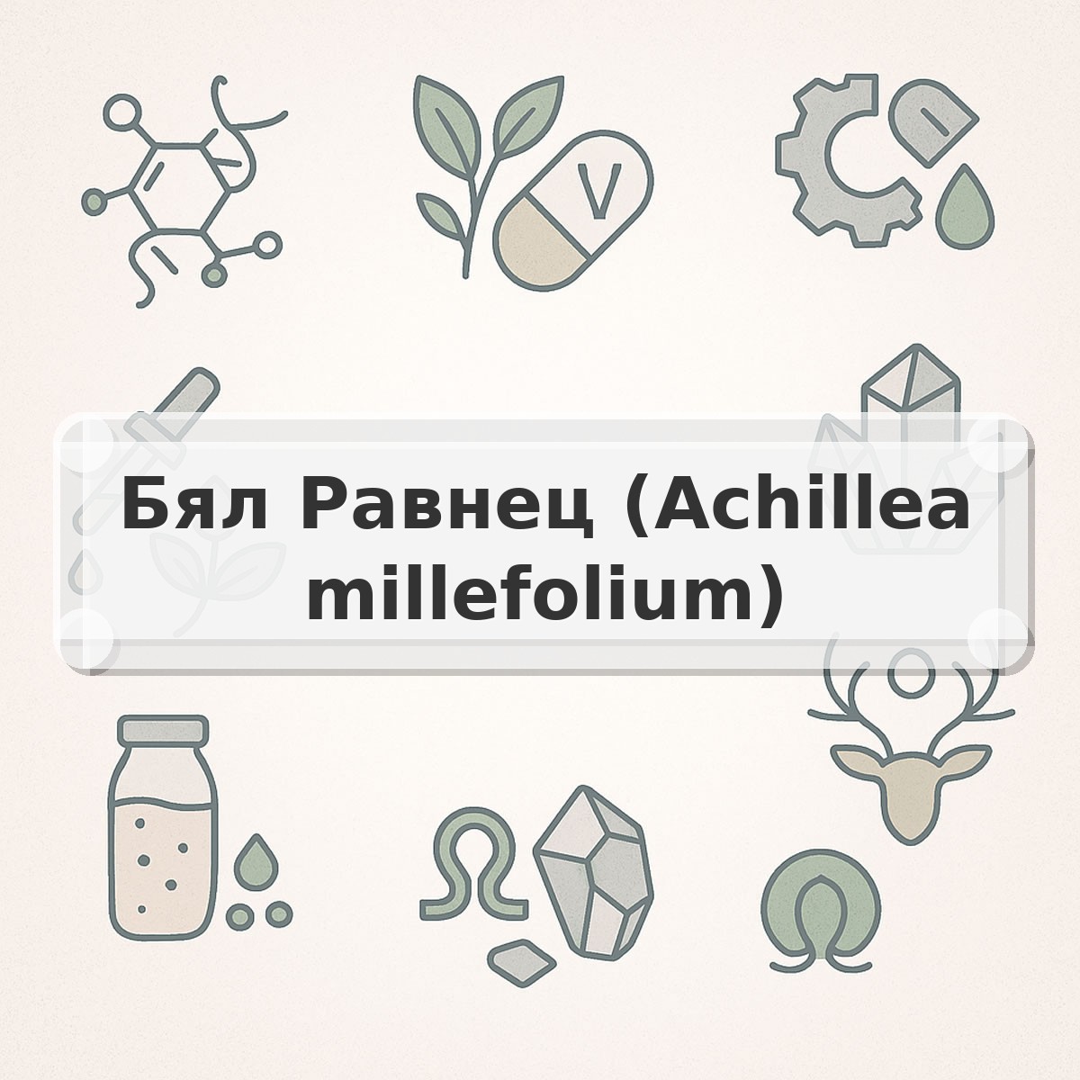 Бял Равнец (Achillea millefolium)