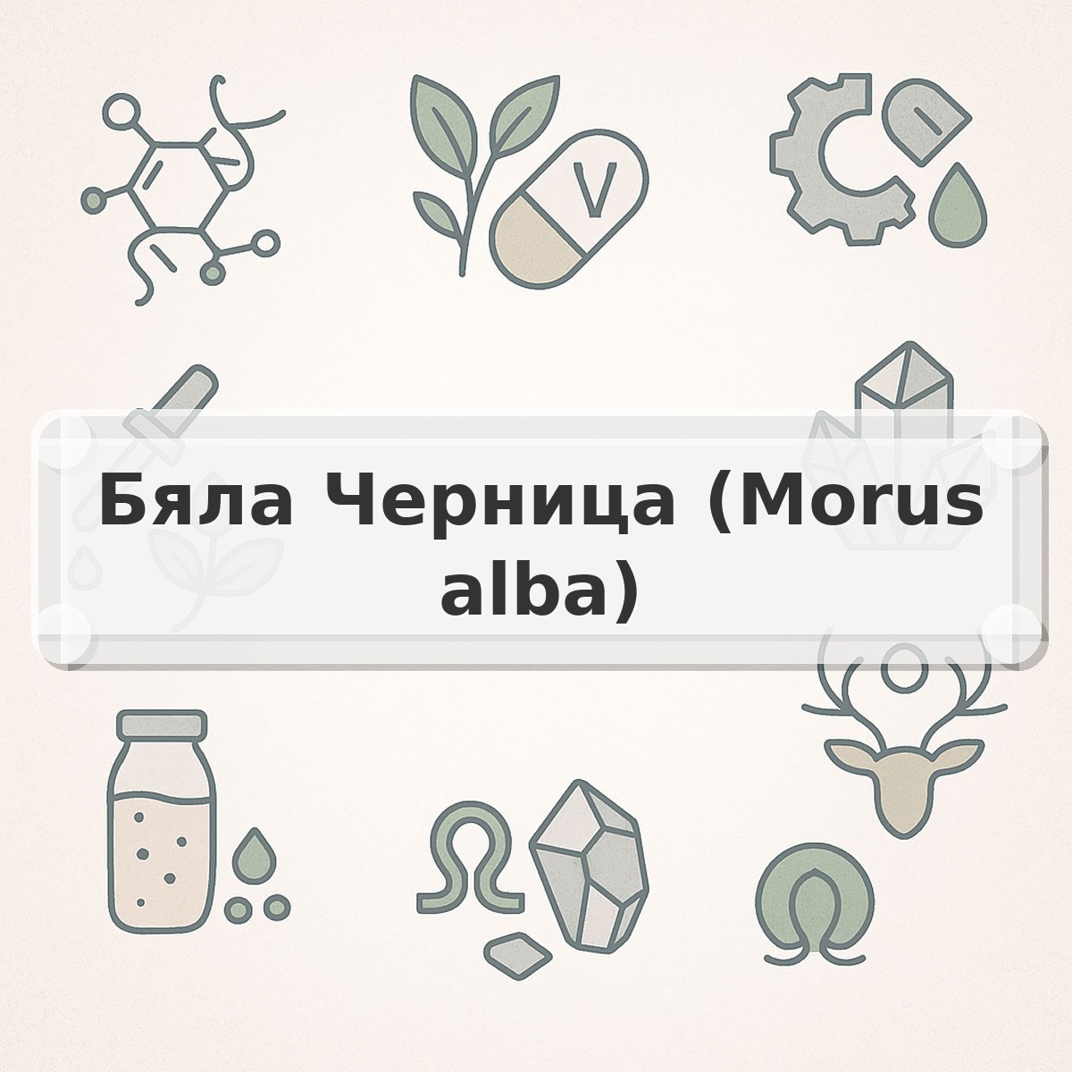 Бяла Черница (Morus alba)