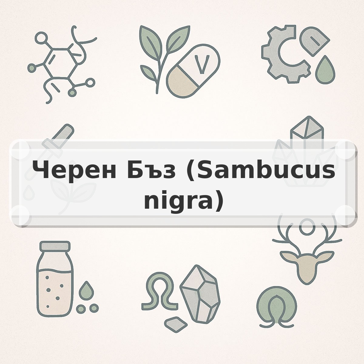 Черен Бъз (Sambucus nigra)