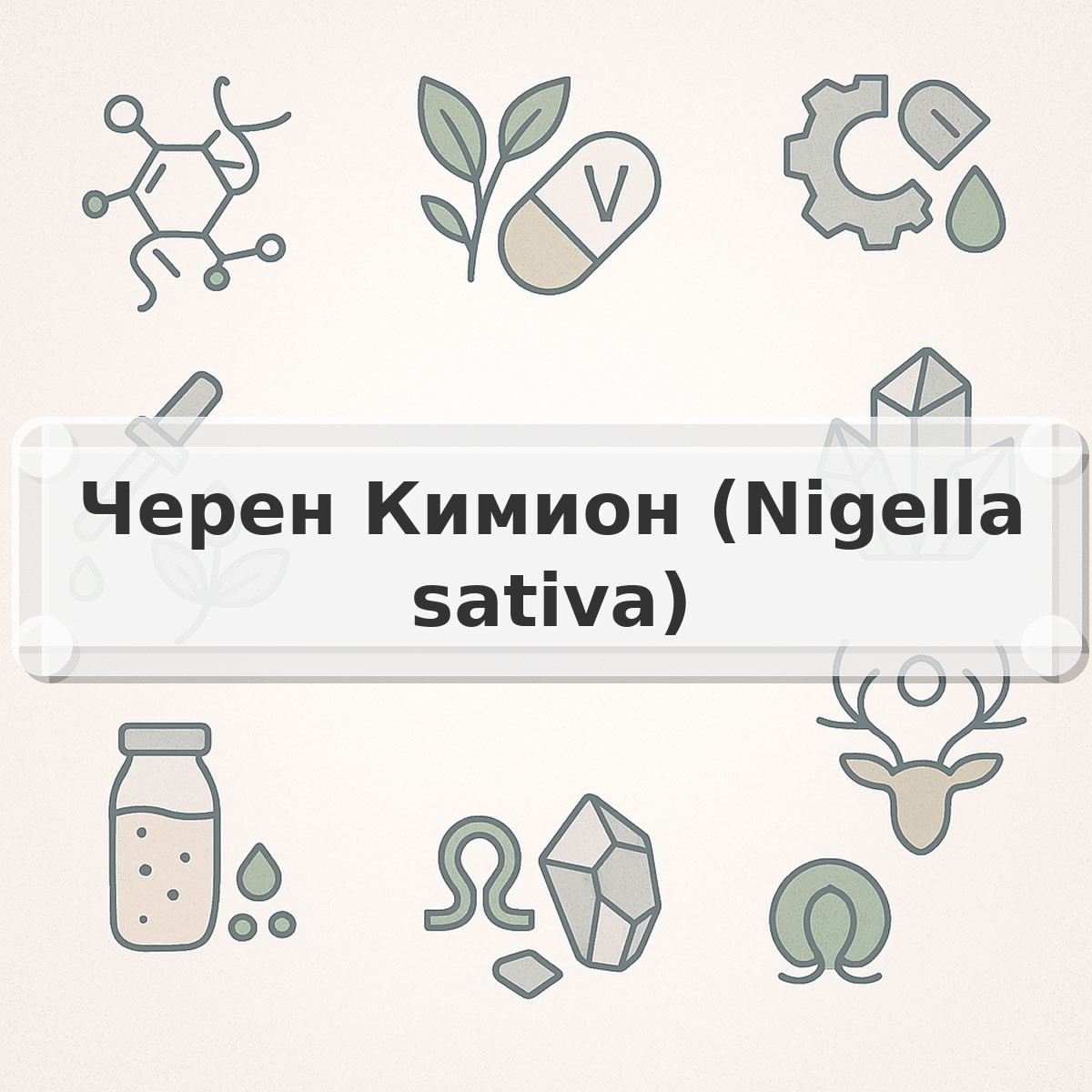 Черен Кимион (Nigella sativa)
