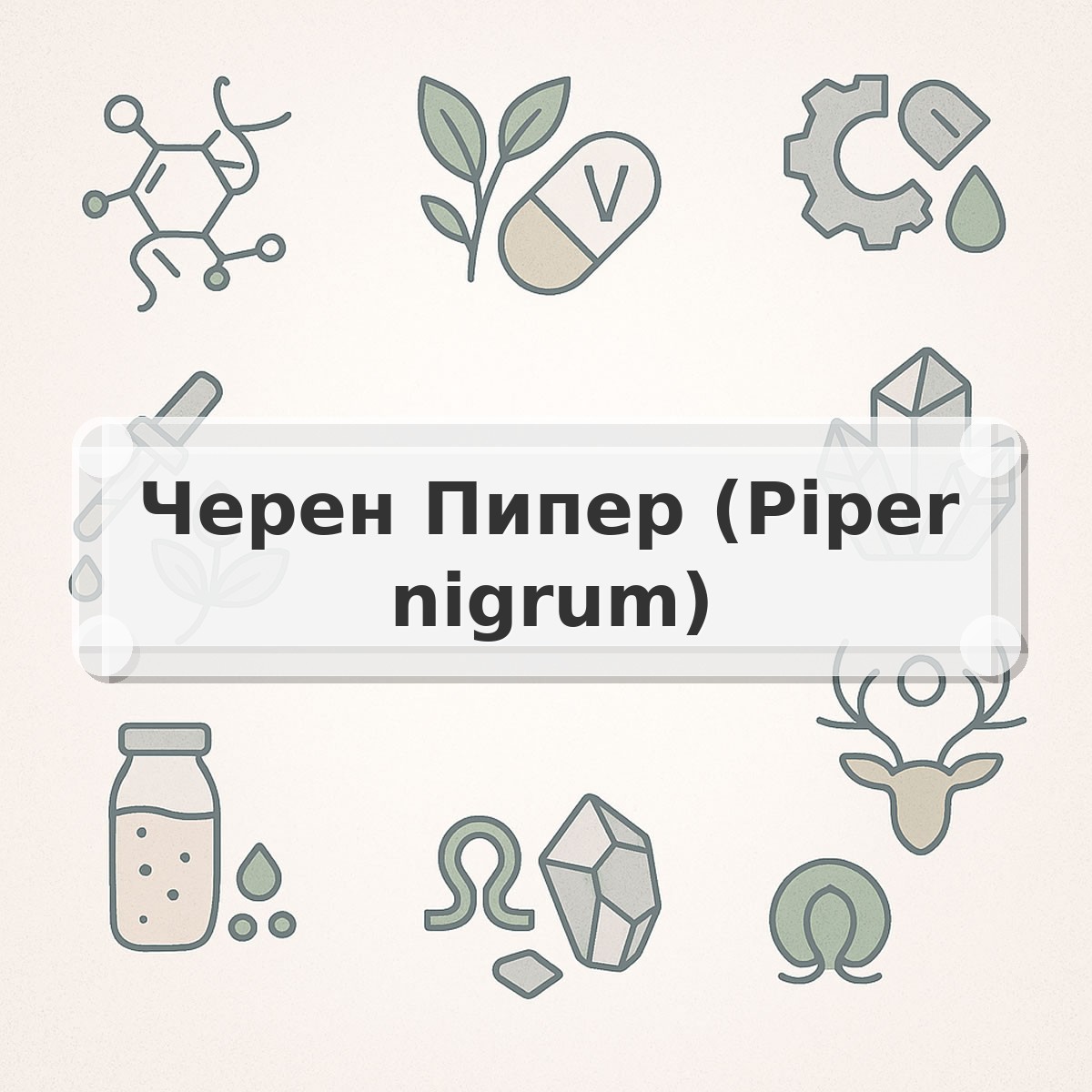 Черен Пипер (Piper nigrum)